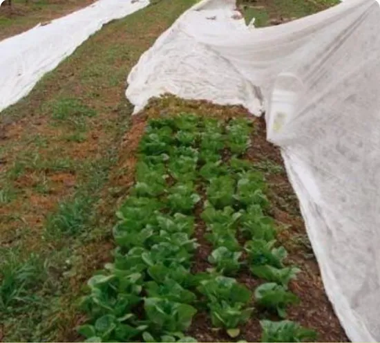 Tissu non tissé PP Spunbond pour agriculture de 36 m de largeur avec traitement UV pour la couverture végétale